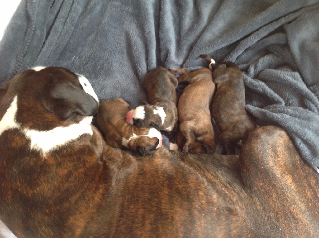 Chiot Boxer De La Source De Cantelou